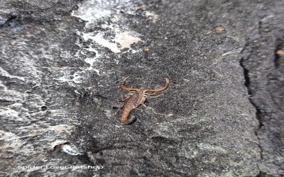 HOTTENTOTTA TAMULUS SCORPION- copy (1429)